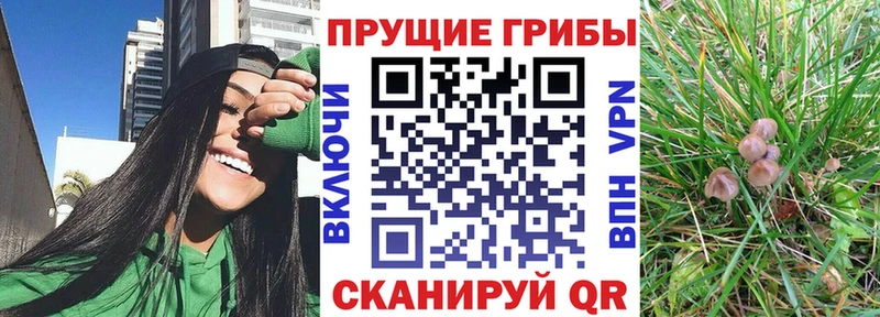 Галлюциногенные грибы Cubensis  Пенза 